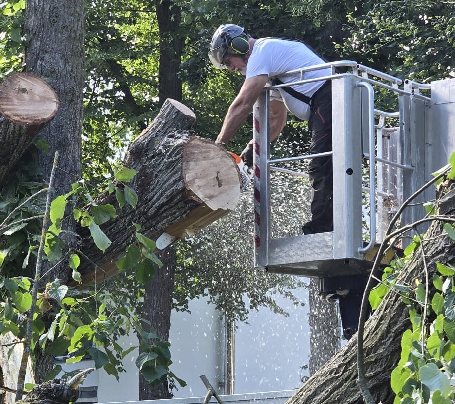 baumfaellung arbeitsbühne falkensee