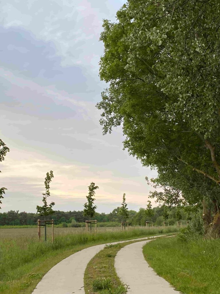verkehrssicherheit baum
